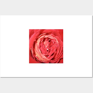 Rose with Water Droplets Photograph Posters and Art